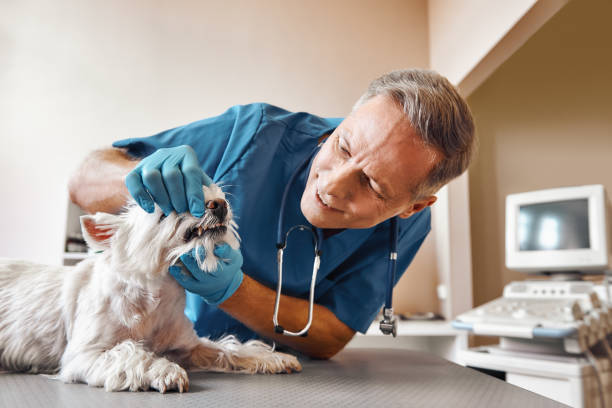 Best Pediatric Emergency Dentist in Wendell, ID